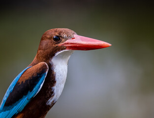 White-throated Kingfisher on branch tree.