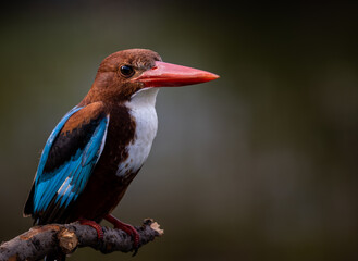 White-throated Kingfisher on branch tree.