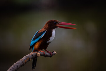 White-throated Kingfisher on branch tree.