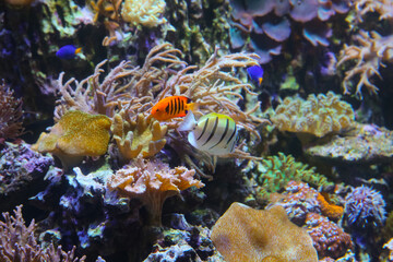 Fototapeta na wymiar Underwater world. Coral reef under water