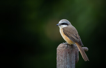 Brown Shrike close up shot of bird on pipe.
