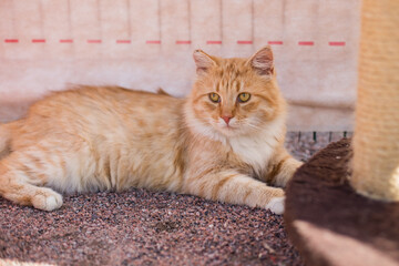 A red-haired adult cat is lying on the ground and basking in the sun, a cat in an animal shelter. Tender love and friendship between man and animal. Selective focus.