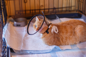 A red-haired adult sick cat is lying in a cage. a cat in an animal shelter. Tender love and friendship between man and animal. Pet Treatment
