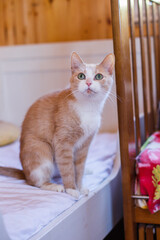 A red-haired cat with a white spot was given to a shelter. An abandoned cat is waiting for new owners. The cat walks around the room. The concept of pets