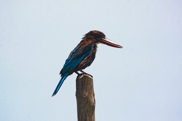 kingfisher on the branch