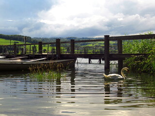 Schwan auf einem See mit altem Anlegeplatz für Boote