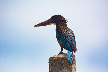 kingfisher on a branch