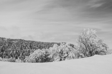 Paysage sans couleur , blanc de neige