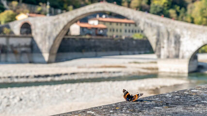 A beautiful vanessa atalanta butterfly with the Ponte della Maddalena bridge in the background,...