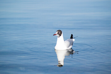 Oiseau sur le lac d'annecy