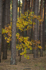 autumn in the forest