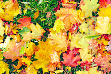 Naklejka na ściany i meble Colorful autumn fall maple leaves on green grass. Natural seasonal background