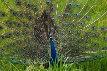 Fotobehang peacock with feathers © Евгения Зорина