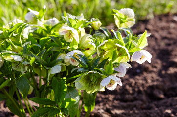Helleborus in organic garden, known as Winter rose, Christmas rose and Lenten rose. Family name Ranunculaceae, Scientific name Hellebores