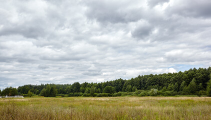 Panoramic photo of dense forest against the sky and meadows. Beautiful landscape of a row of trees and blue sky background