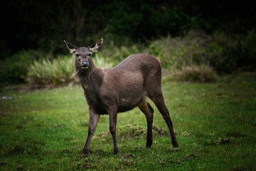 deer in the woods