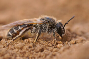 Closeup on a female red belied miner, Andrena ventralis crawling