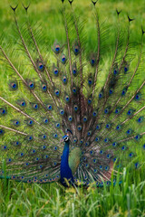 peacock with feathers