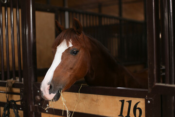 Fototapeta premium Portrait of a beautiful bay horse standing in a stall in the stable in the summer. Equestrian life. Livestock.