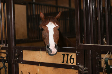 Portrait of a beautiful bay horse standing in a stall in the stable in the summer. Equestrian life. Livestock.
