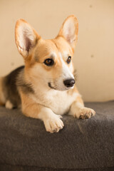 Cheerful dog of the corgi breed lives in the equestrian club close-up, pet concept, dog food