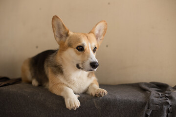 Cheerful dog of the corgi breed lives in the equestrian club close-up, pet concept, dog food