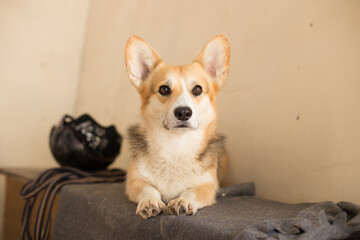 Cheerful dog of the corgi breed lives in the equestrian club close-up, pet concept, dog food