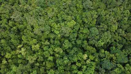 High angle view of a green forest photo by drone