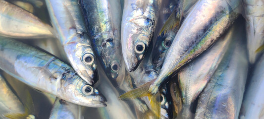 Buton, Southeast Sulawesi, INDONESIA September 30, 2021: the catch of fresh fish from fishermen is submerged somewhere