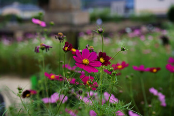 cosmos in the temple