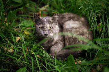 a grey cat lies on the grass in summer. The concept of pets and comfort, cat food