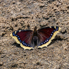 Obraz na płótnie Canvas butterfly on the sand