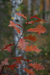 red maple leaves