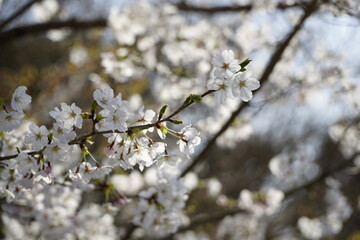 日本・京都・さくら