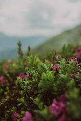 Amazing mountain landscape with pink blossoming rhododendron flowers on the high mountain hill. Carpathians, Ukraine, Europe.