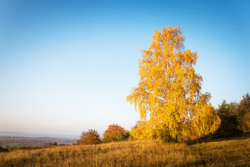 Solitairy birch tree in autumn vineyard in Burgenland