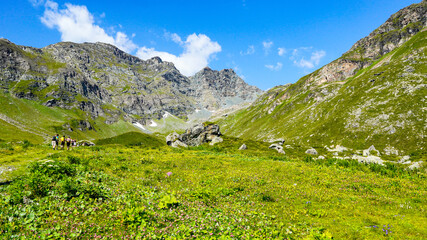Fototapeta na wymiar alpine meadow, Olen Valley, Monte Rosa Mountains, Alps Mountains, Italy 