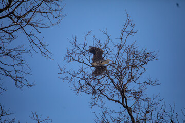 Stork flies against the blue sky