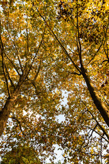 Fototapeta na wymiar 樹木公園のスズカケノキの秋の様子