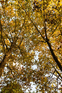 樹木公園のスズカケノキの秋の様子