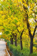 Naklejka premium Path to walk in a very beautiful natural environment of the Fuentes de Marqués in Caravaca de la Cruz in Murcia