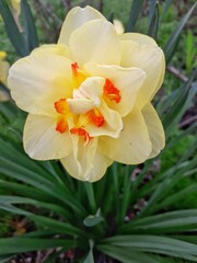 Fototapeta premium yellow daffodil flower