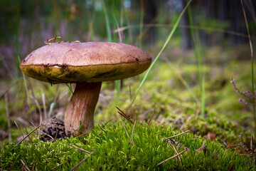 big mushroom grows in moss