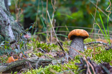 boletus edulis mushroom grow in nature