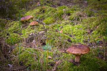 edible mushrooms in wood