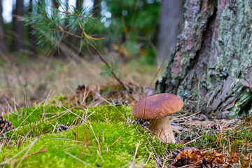 small brown cap edible mushrooms grows in forest