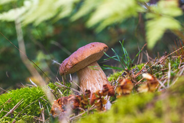 small brown cap edible mushrooms grows in moss