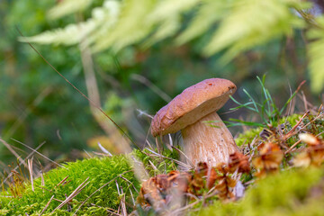 small brown cap edible mushrooms grows in wood