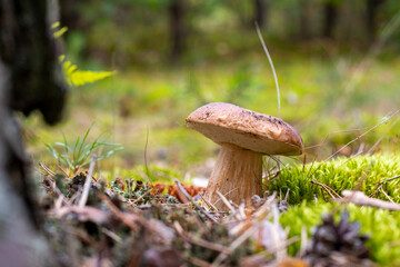 small brown cap edible mushrooms in moss