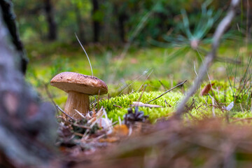 small brown cap edible mushrooms in nature